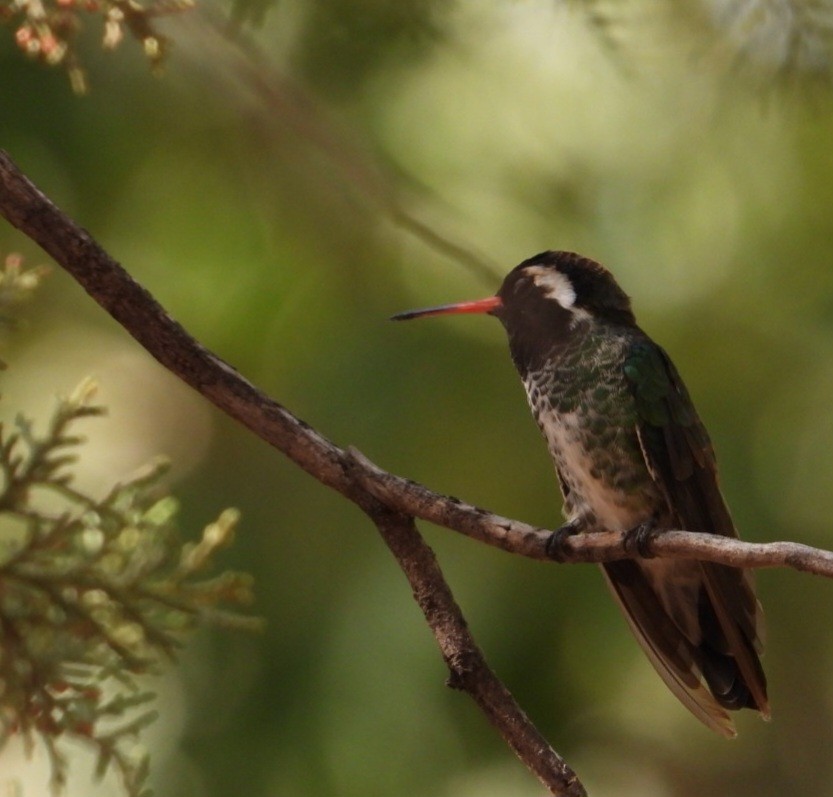 White-eared Hummingbird - ML640273098