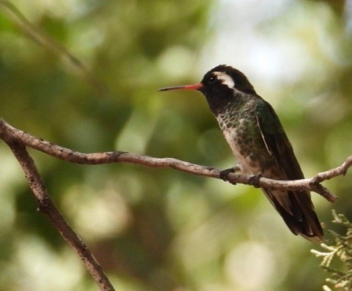 White-eared Hummingbird - ML640273099
