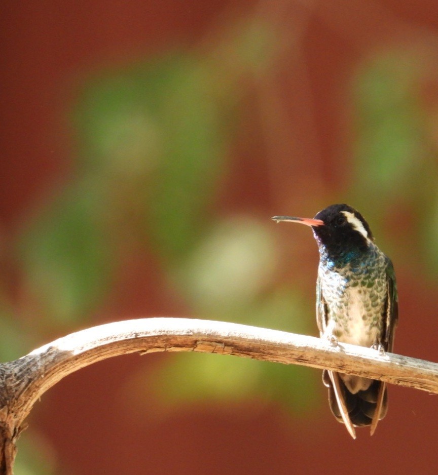 White-eared Hummingbird - ML640273100