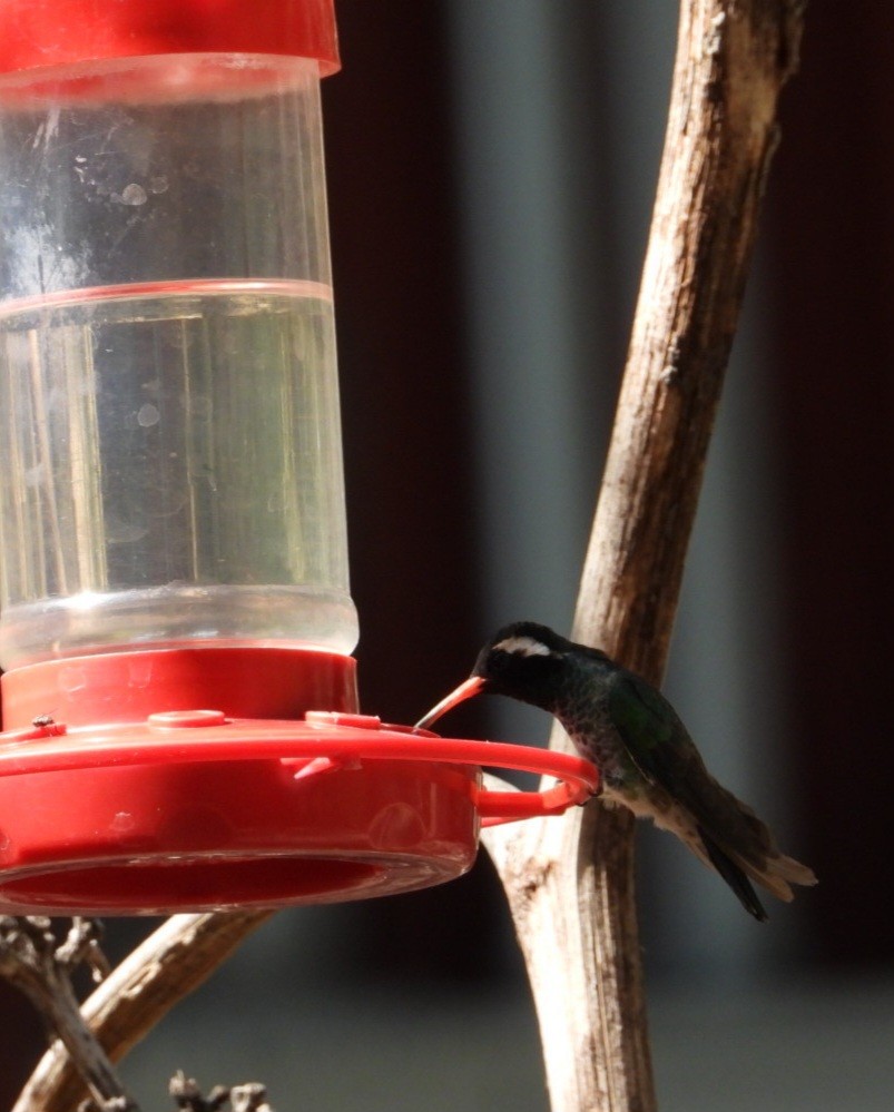 White-eared Hummingbird - ML640273101