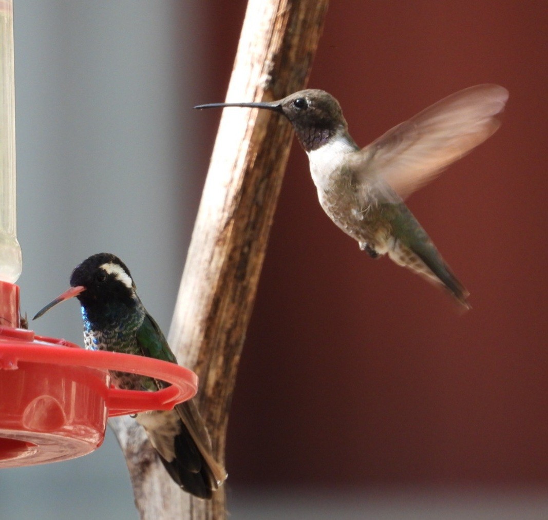 White-eared Hummingbird - ML640273102