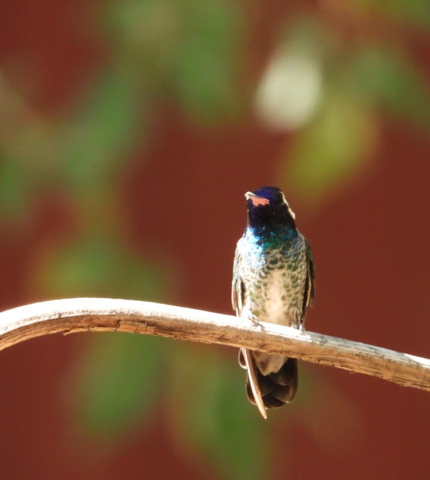 White-eared Hummingbird - ML640273103