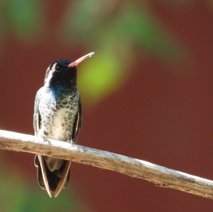 White-eared Hummingbird - ML640273104