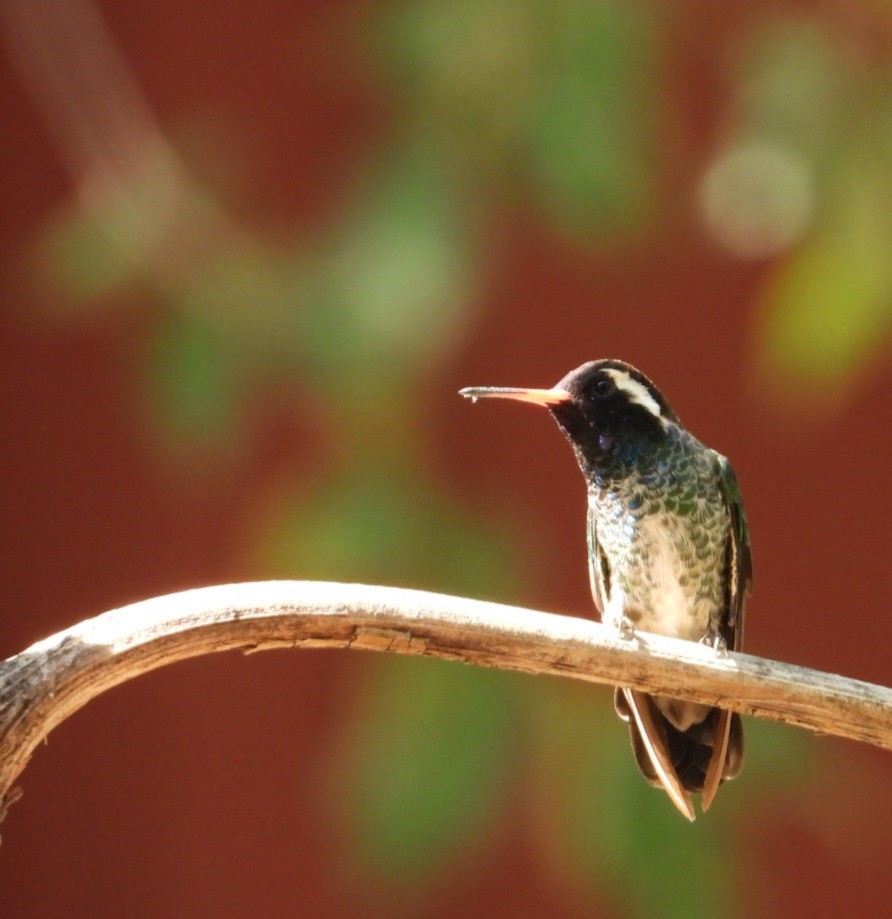 White-eared Hummingbird - ML640273105