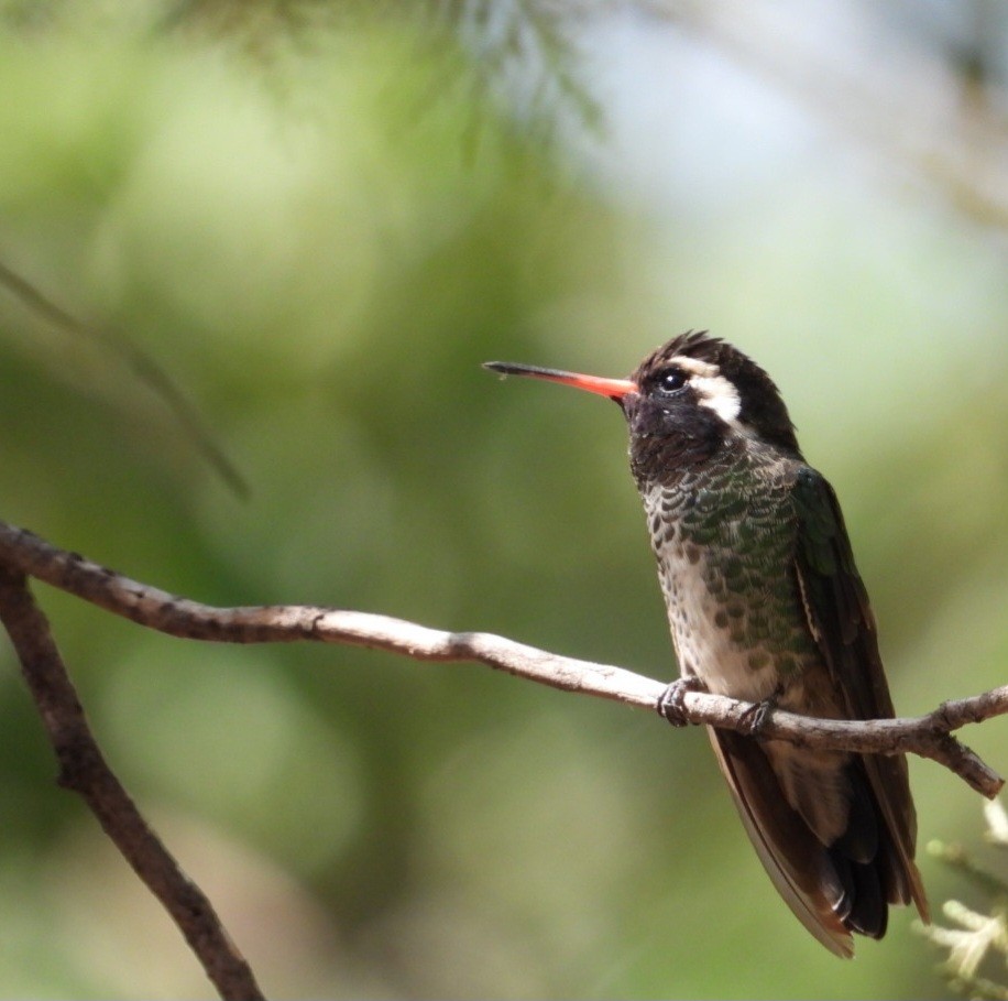White-eared Hummingbird - ML640273106