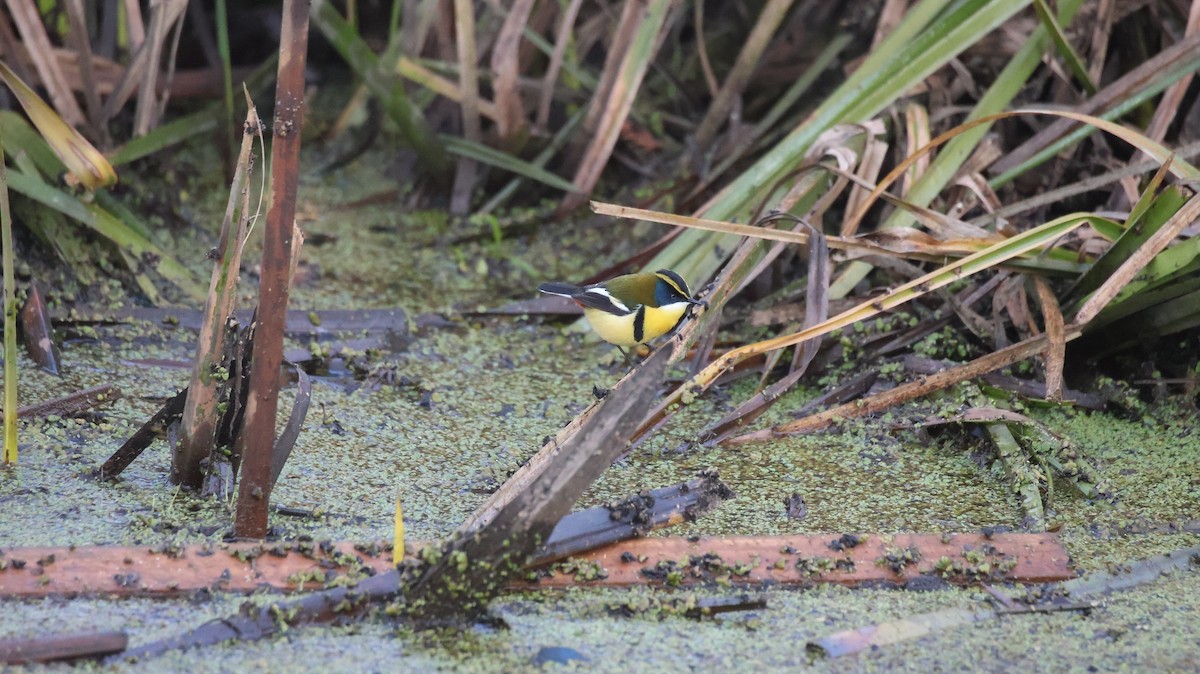Many-colored Rush Tyrant - ML640273117