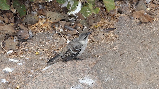 Galapagos Mockingbird - ML640273127