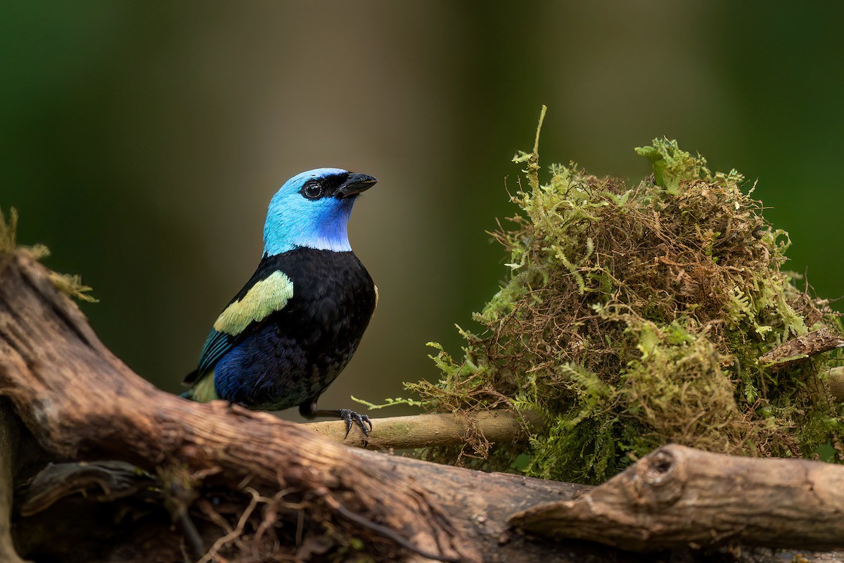 Blue-necked Tanager - ML640273147