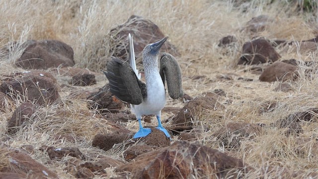 Blue-footed Booby - ML640273168