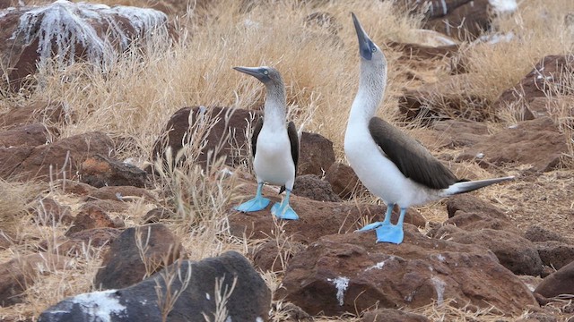 Blue-footed Booby - ML640273169