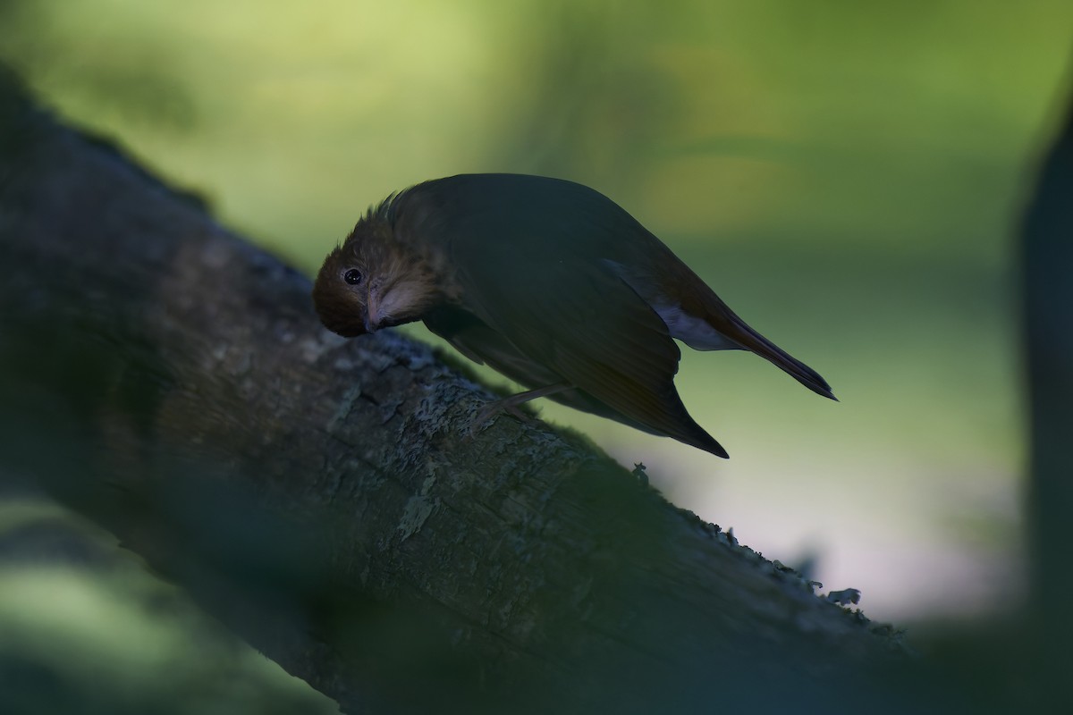 Veery - ML640273175