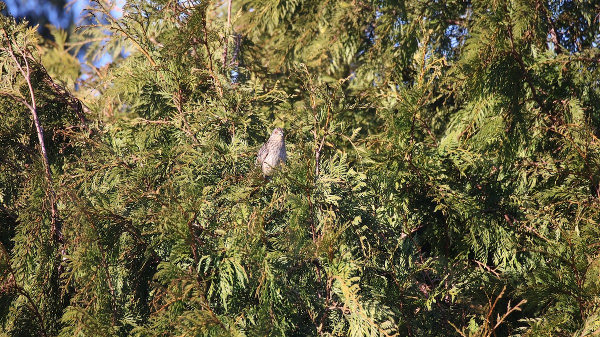Rufous-tailed Plantcutter - ML640273196