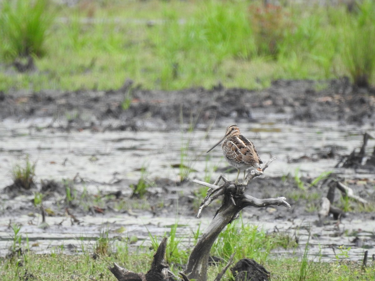 Wilson's Snipe - ML640273211