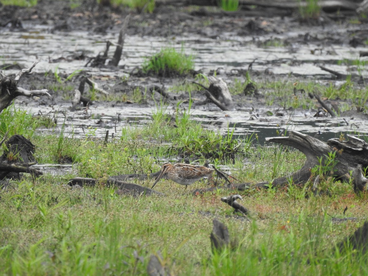 Wilson's Snipe - ML640273213
