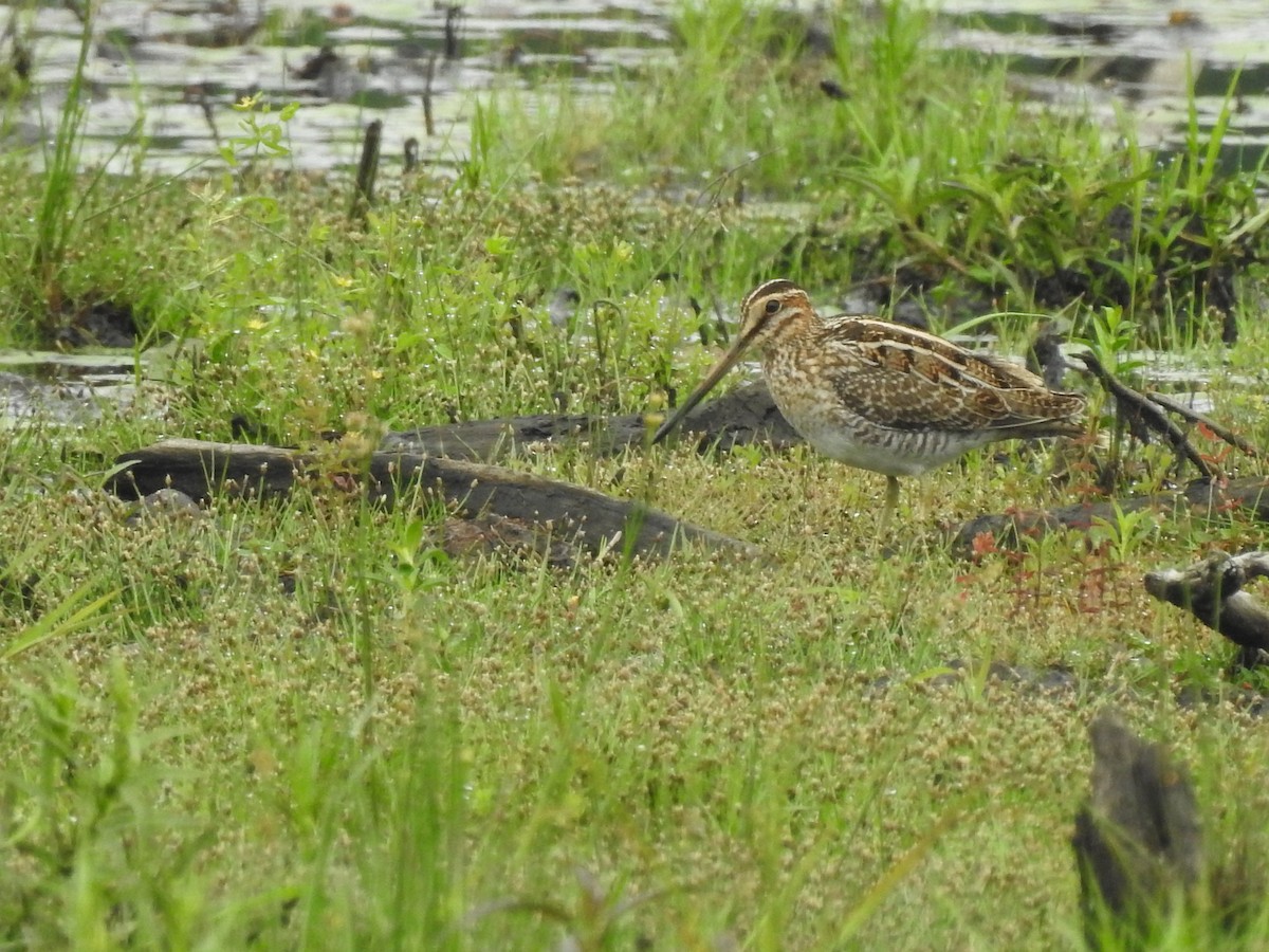 Wilson's Snipe - ML640273214