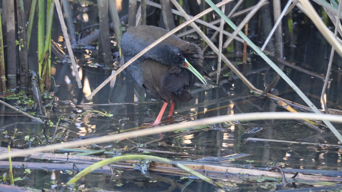 Plumbeous Rail - ML640273238