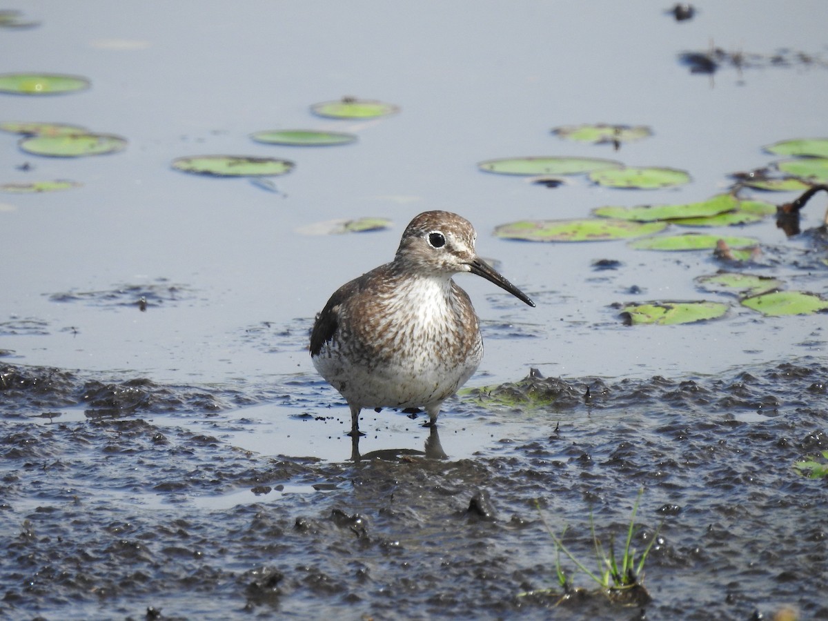 Solitary Sandpiper - ML640273246