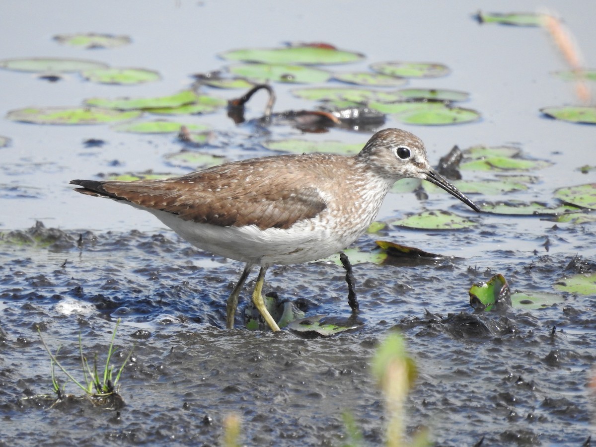 Solitary Sandpiper - ML640273247