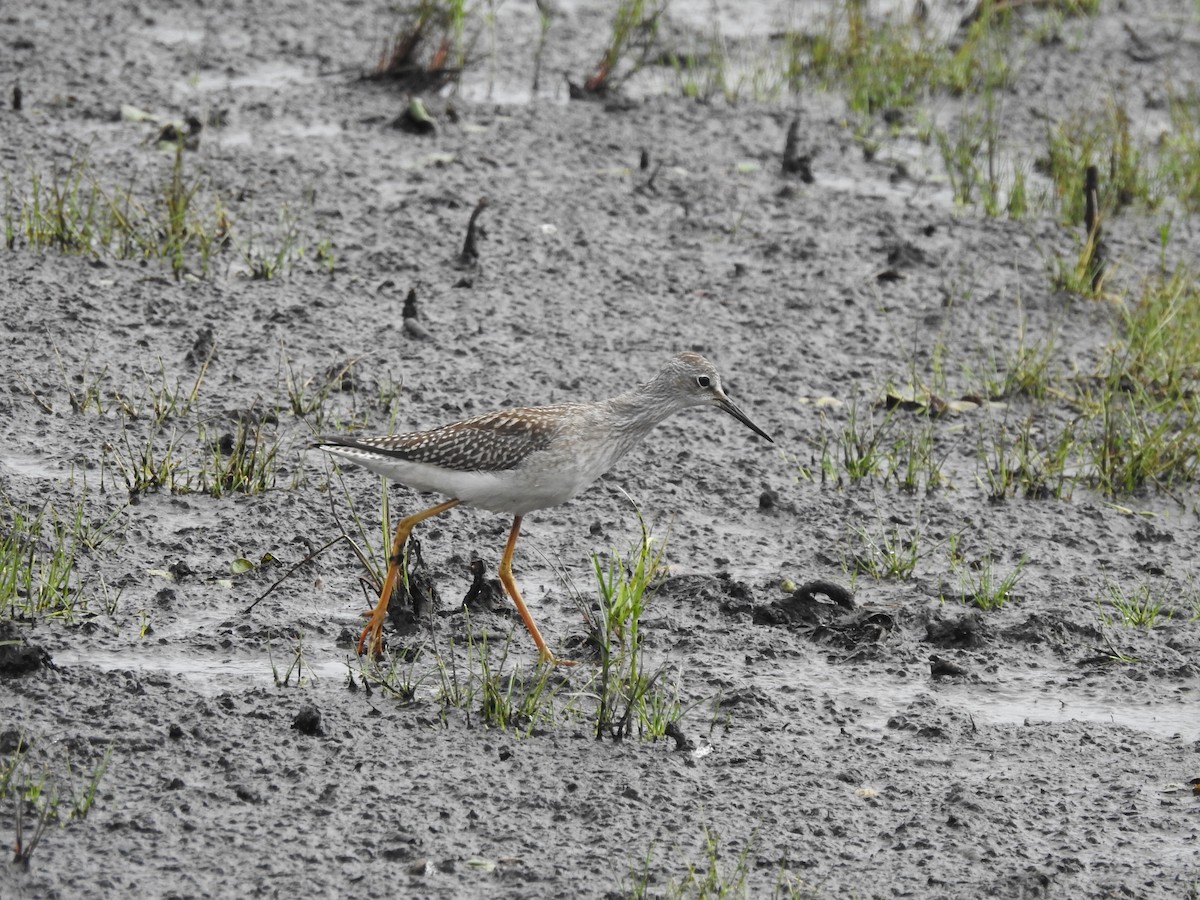 Lesser Yellowlegs - ML640273257