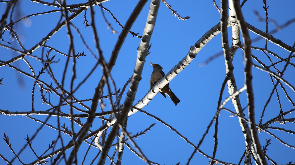 Austral Thrush - ML640273265