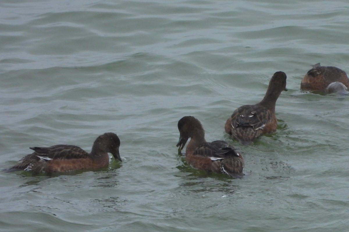 Canard siffleur - ML640273324