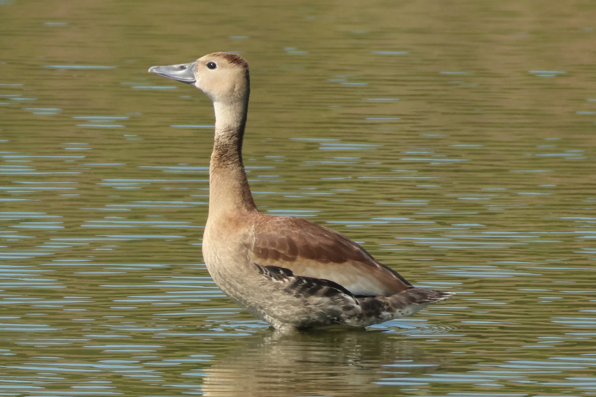 アカハシリュウキュウガモ - ML640273331