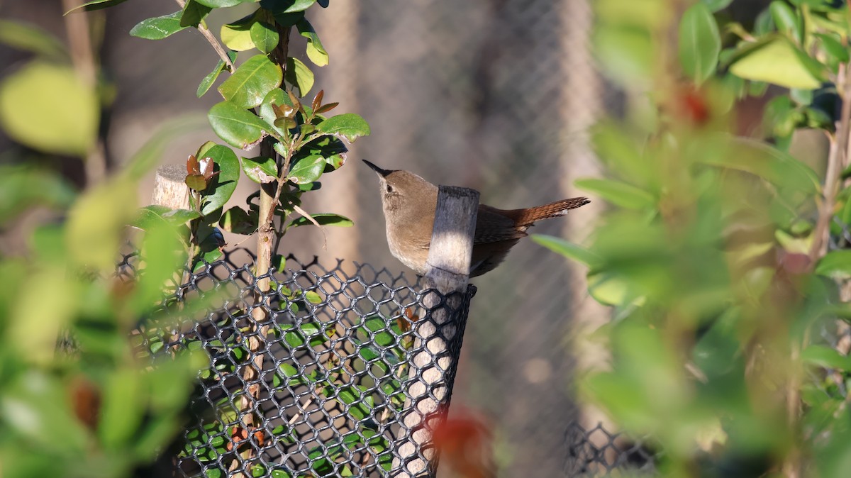 Southern House Wren - ML640273340