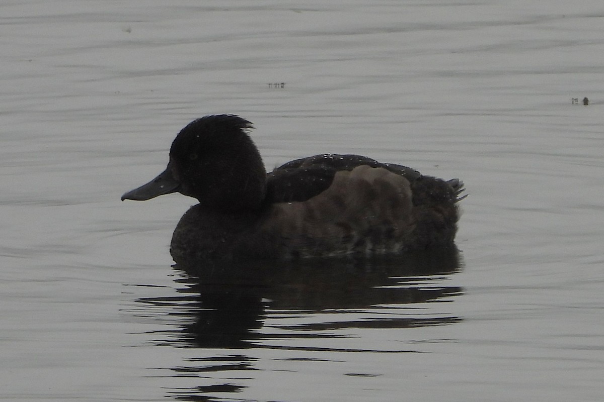 Tufted Duck - ML640273346