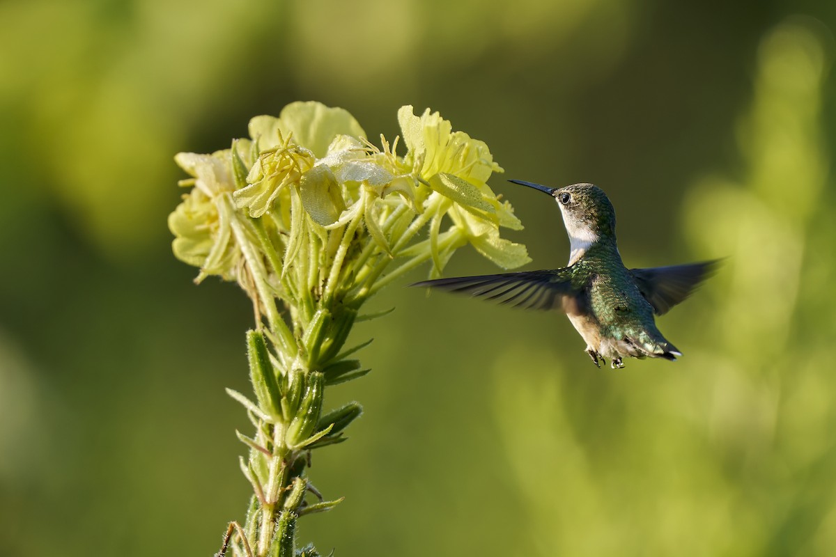 Ruby-throated Hummingbird - ML640273391