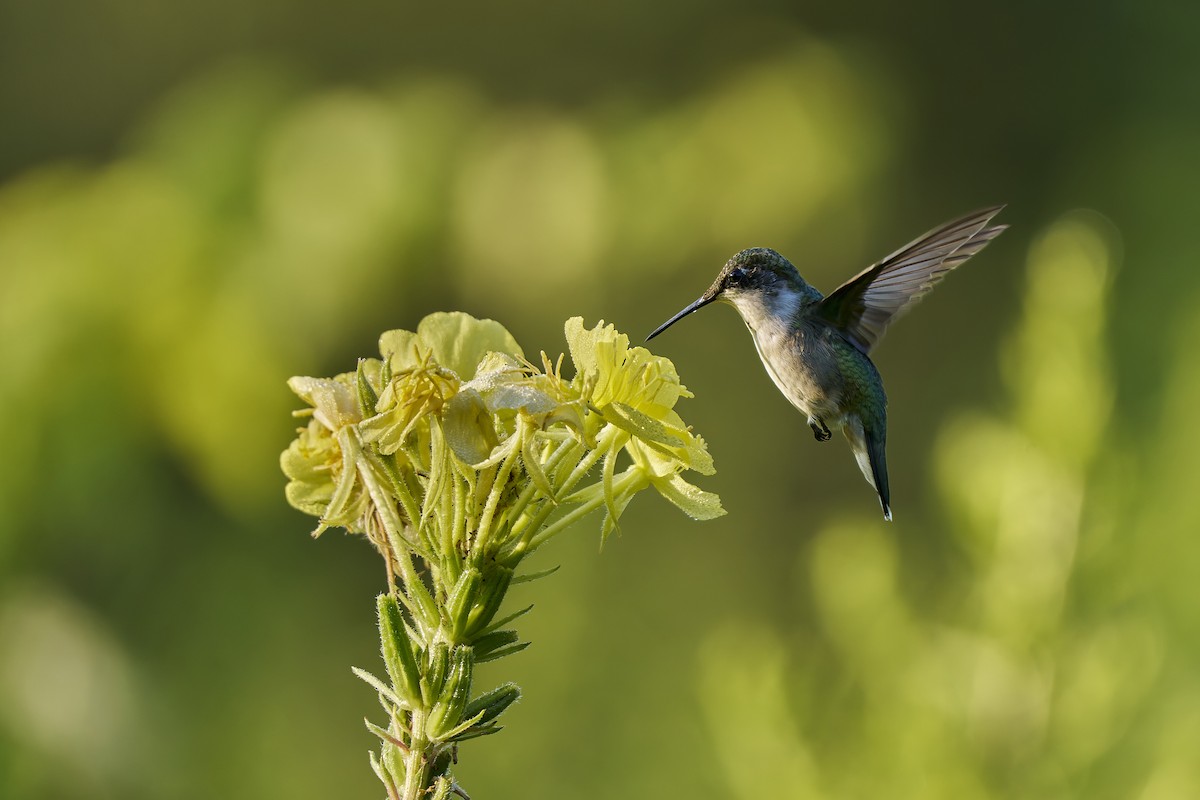 Ruby-throated Hummingbird - ML640273392