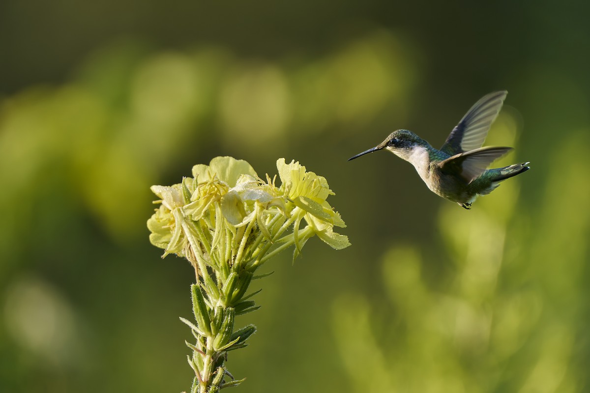 Ruby-throated Hummingbird - ML640273393