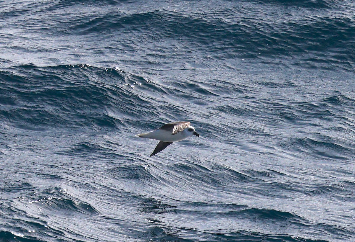 White-headed Petrel - ML640273399