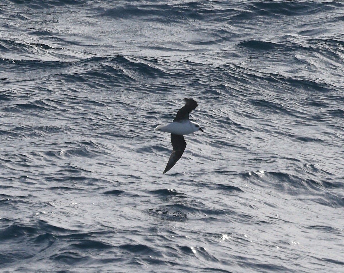 White-headed Petrel - ML640273400