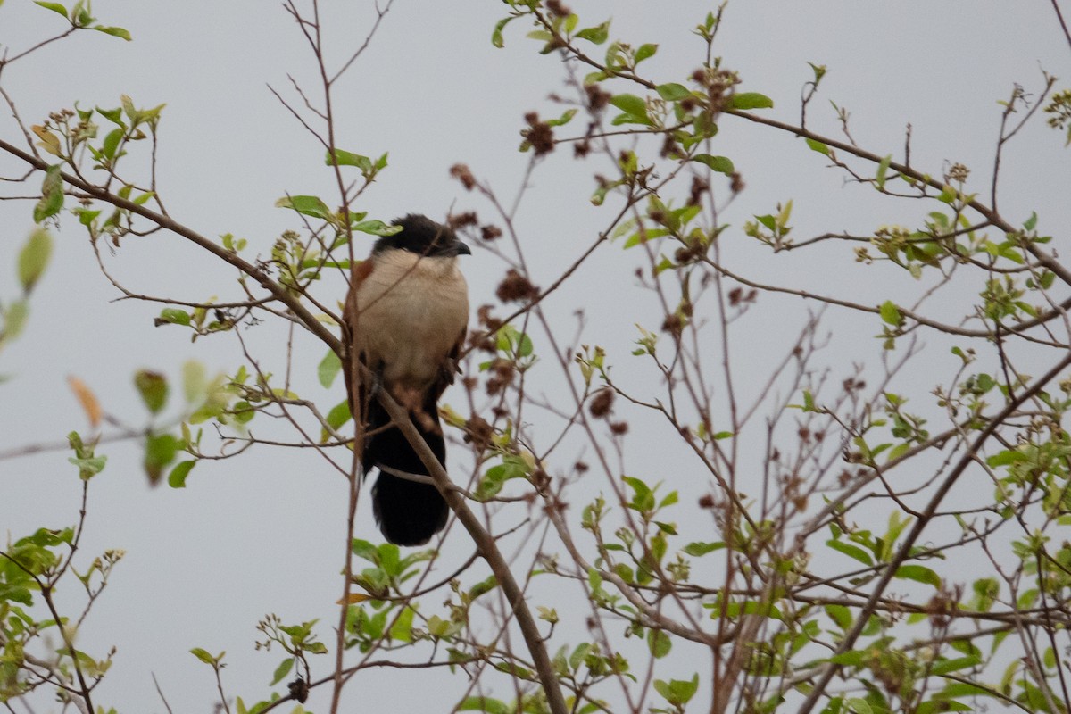 Senegal Coucal - ML640273407