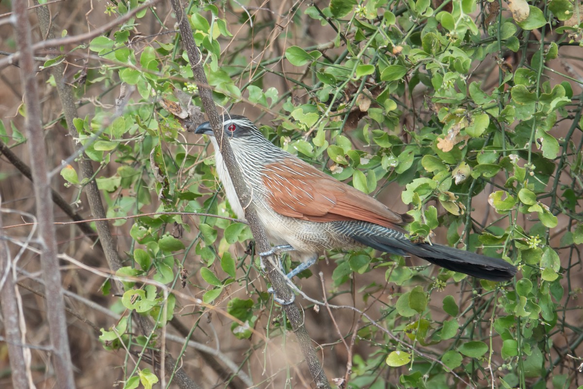 White-browed Coucal - ML640273417