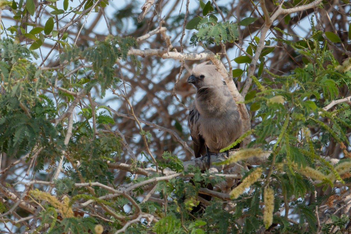 Gray Go-away-bird - ML640273448