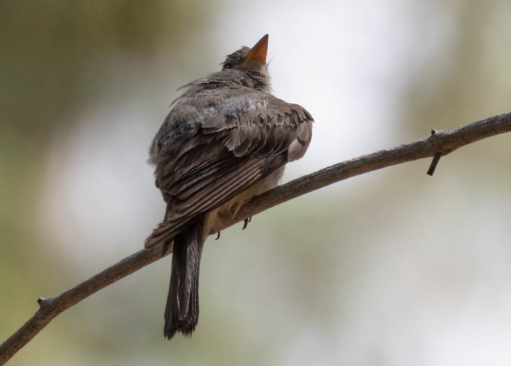 Greater Pewee - ML640273477