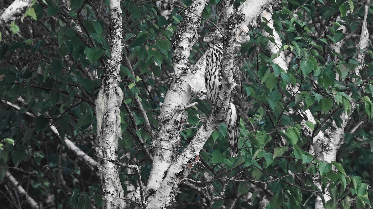 American Goshawk - ML640273487