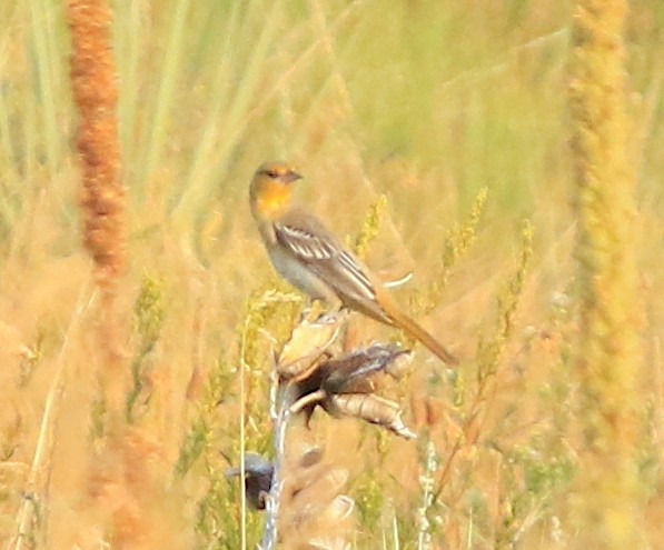 gullbryntrupial - ML640273511