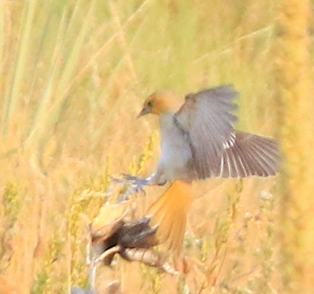 gullbryntrupial - ML640273512