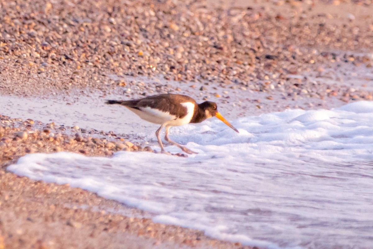 Eurasian Oystercatcher - ML640273574