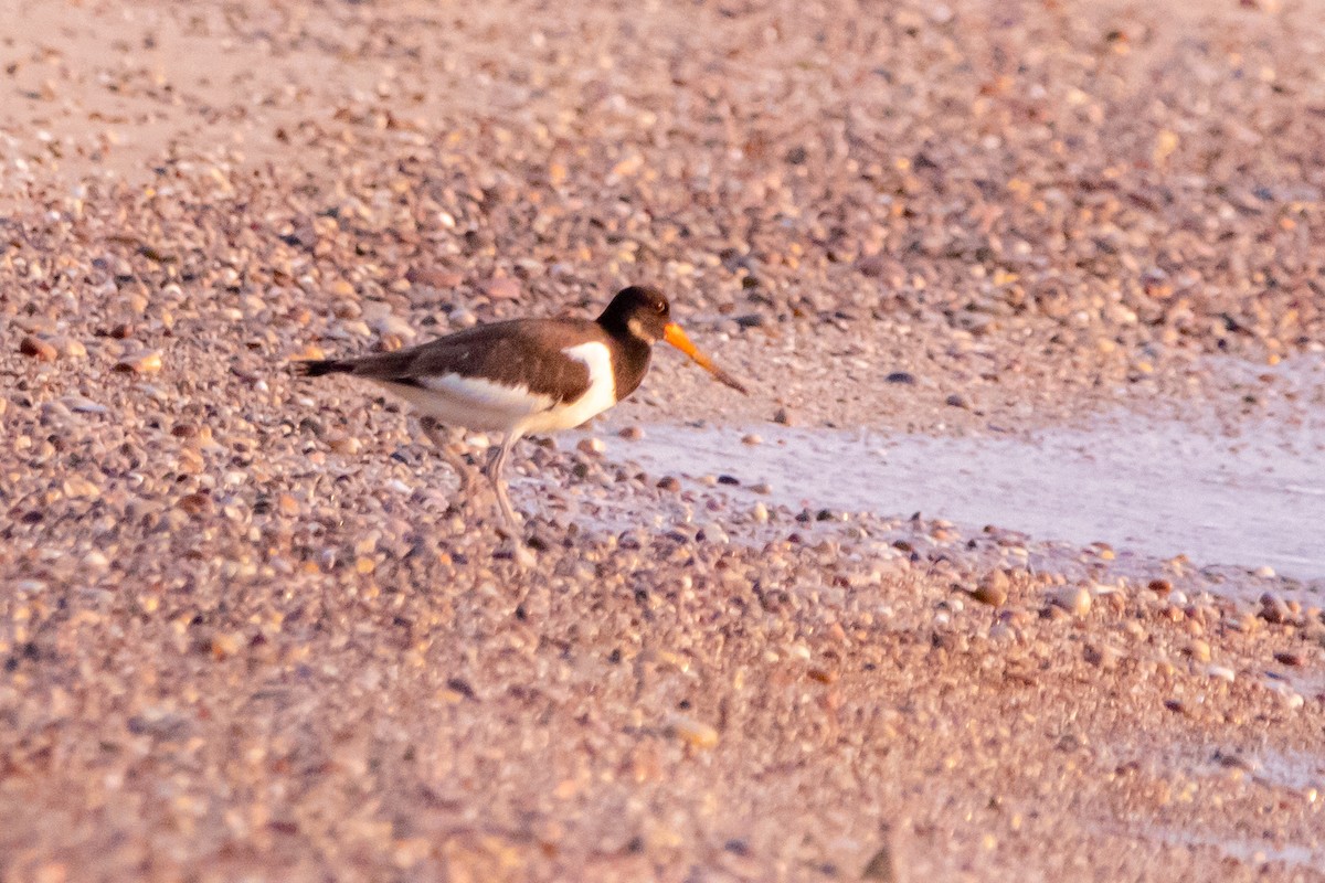 Eurasian Oystercatcher - ML640273575