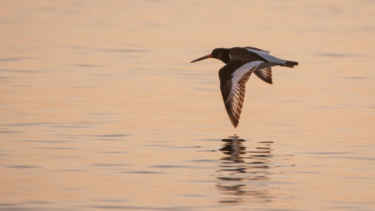 Eurasian Oystercatcher - ML640273576