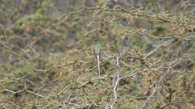 Peruvian Sheartail - ML640273627