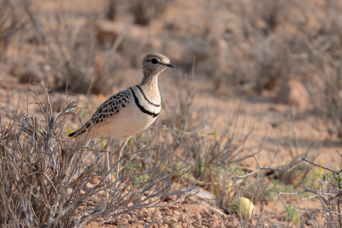 Double-banded Courser - ML640273638