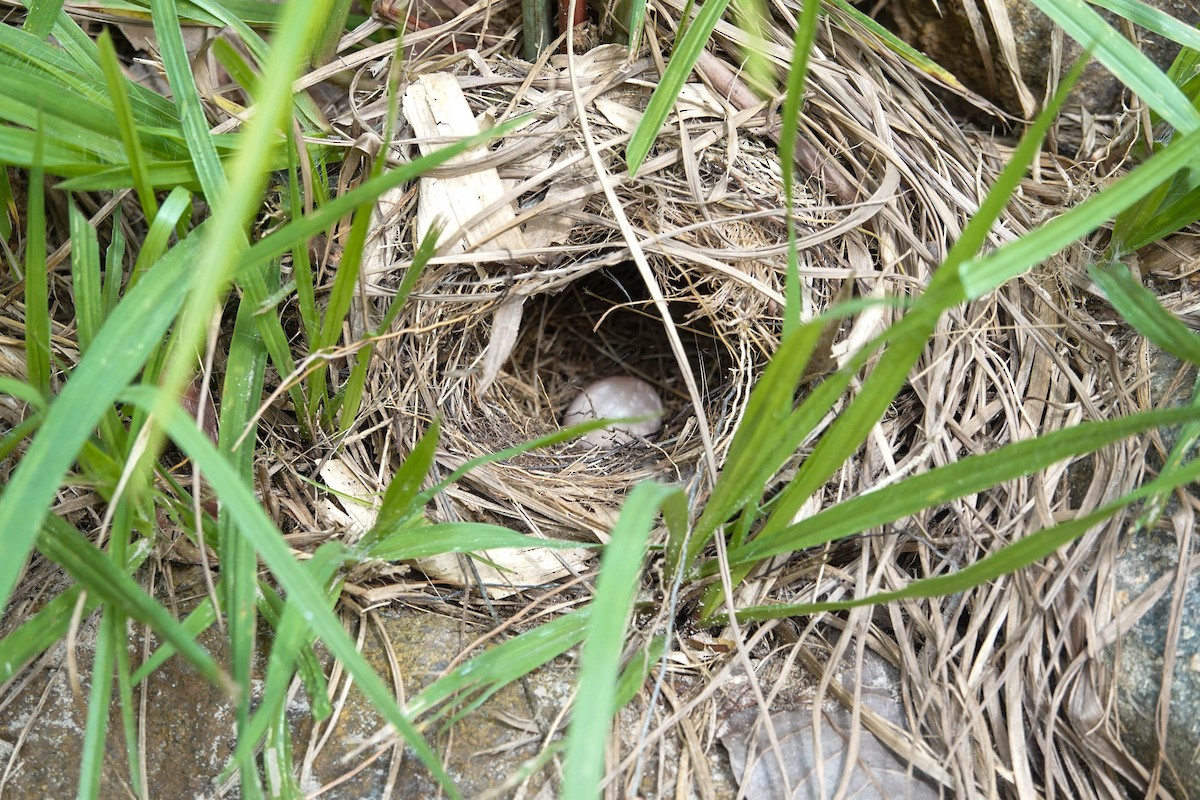 Yellow-browed Sparrow - ML640273658