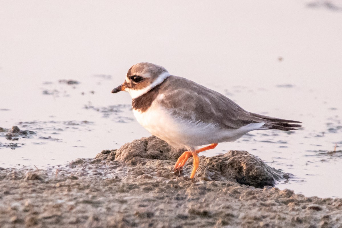 Common Ringed Plover - ML640273661