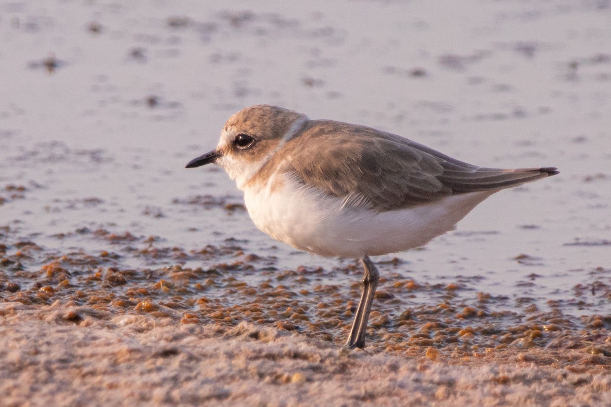 Kentish Plover - ML640273668