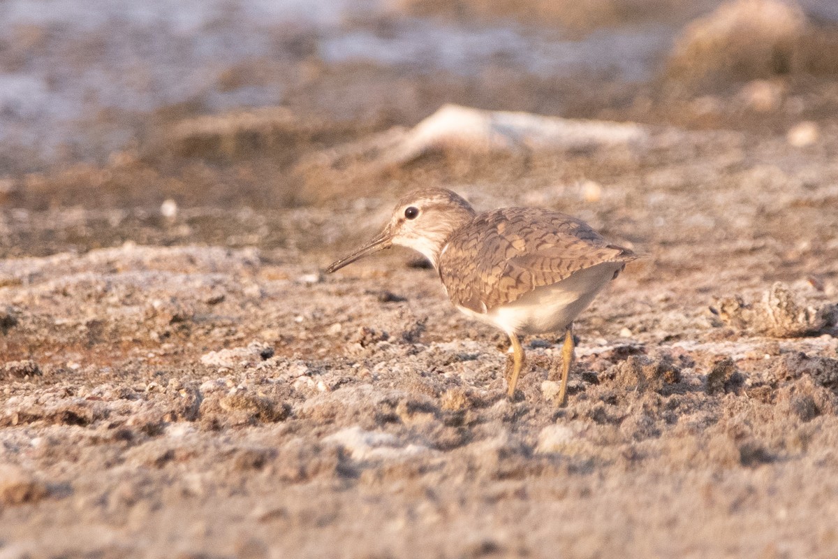 Common Sandpiper - ML640273678