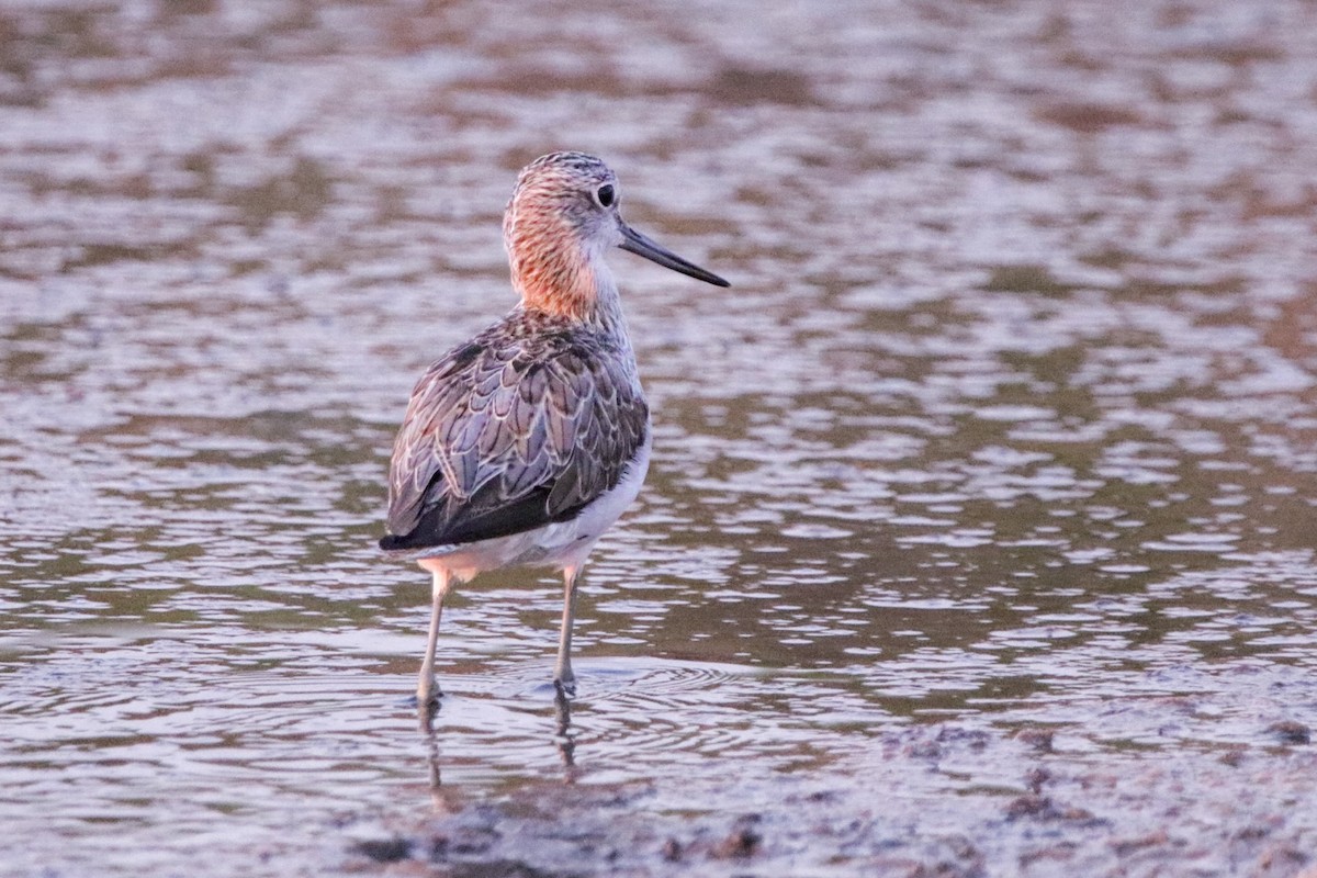 Common Greenshank - ML640273687